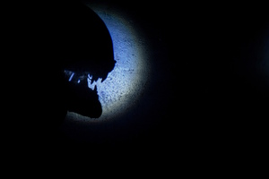 Фотография перформанса Чужой: пробуждение от компании Quest Stars (Фото 5)